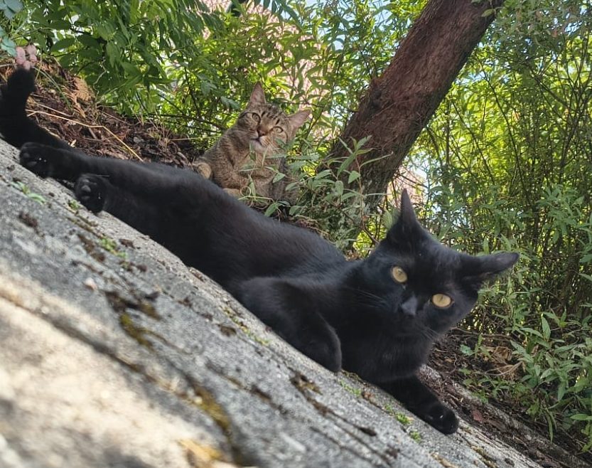Naturheilkundliche Unterstützung für Tiere